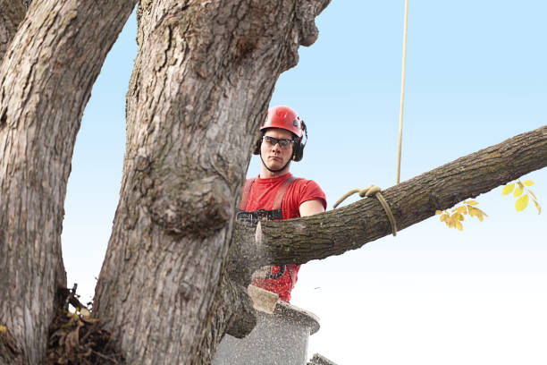 How Our Tree Care Process Works  in  New Berlin, WI